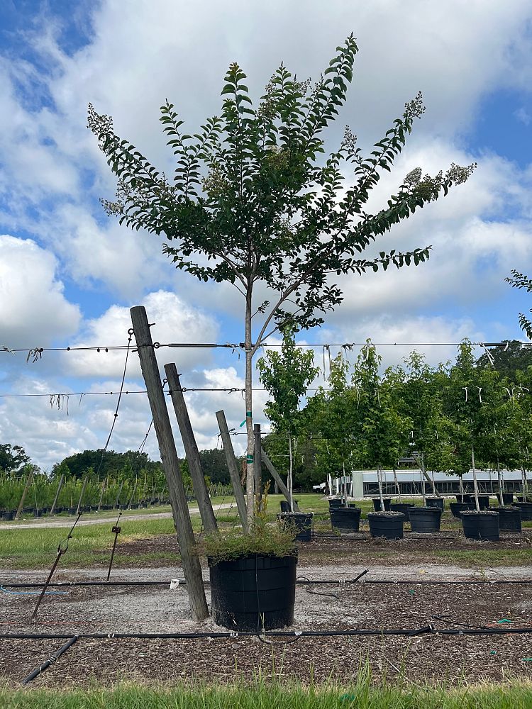 lagerstroemia-fauriei-natchez-japanese-crape-myrtle