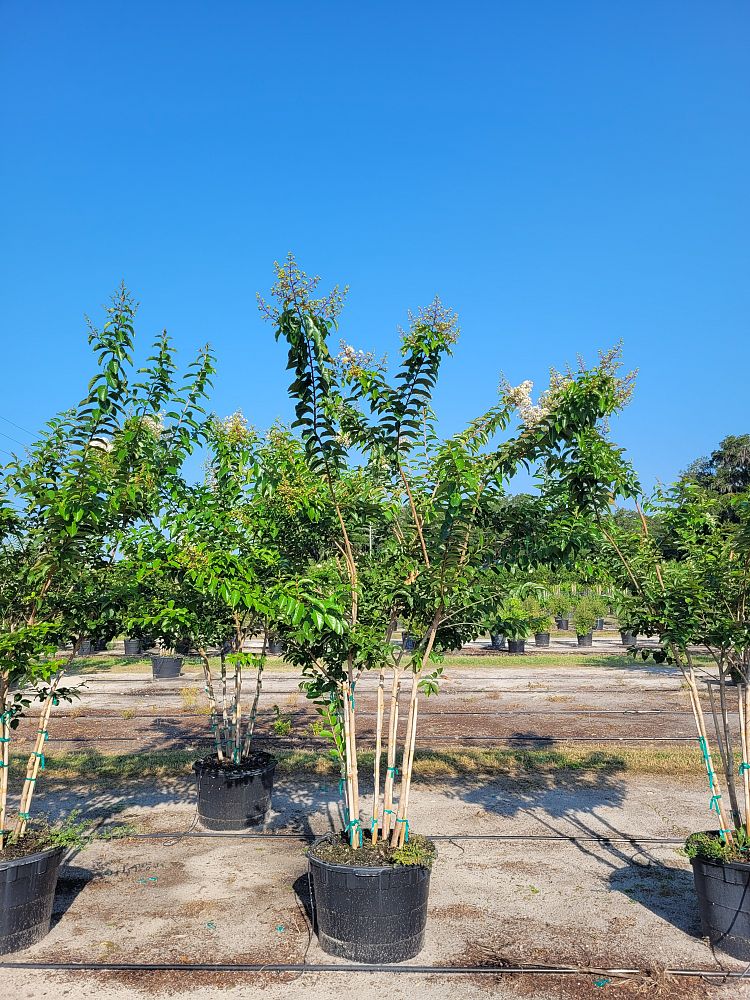 lagerstroemia-fauriei-natchez-japanese-crape-myrtle