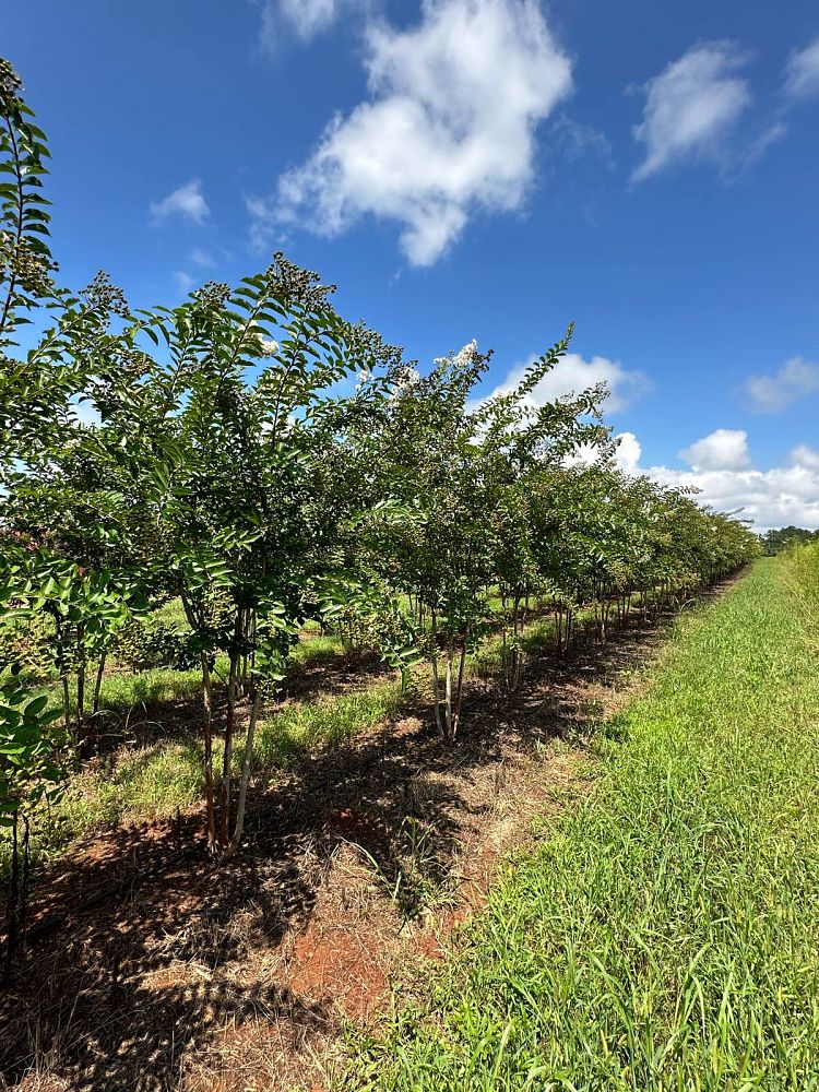 lagerstroemia-fauriei-natchez-japanese-crape-myrtle