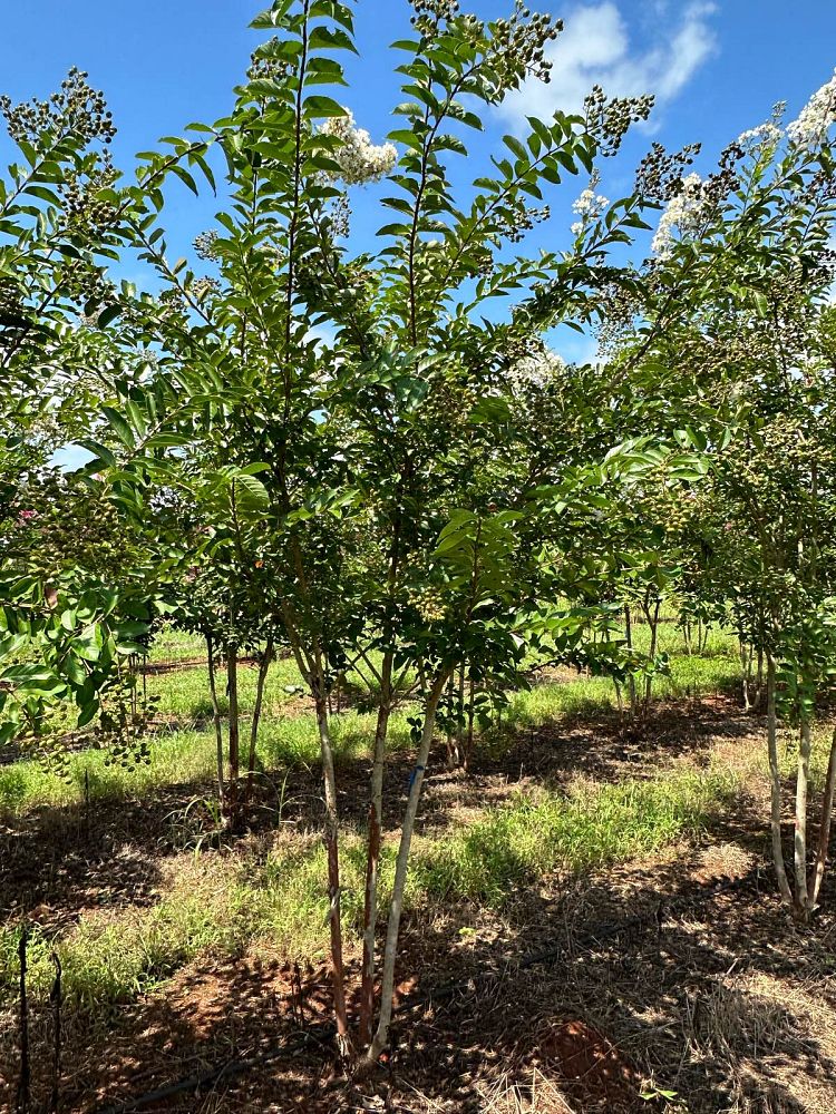 lagerstroemia-fauriei-natchez-japanese-crape-myrtle