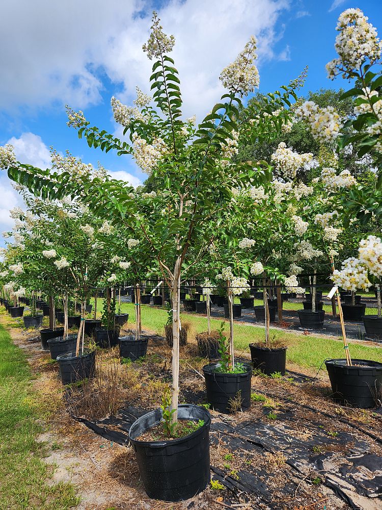 lagerstroemia-fauriei-natchez-japanese-crape-myrtle