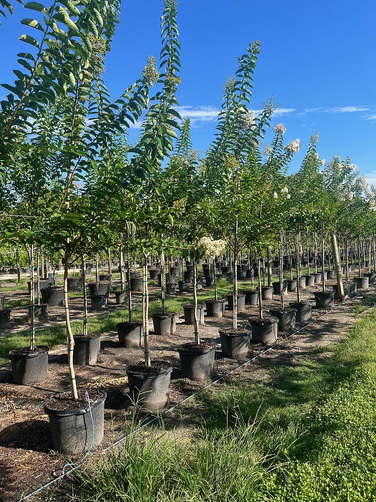lagerstroemia-fauriei-natchez-japanese-crape-myrtle