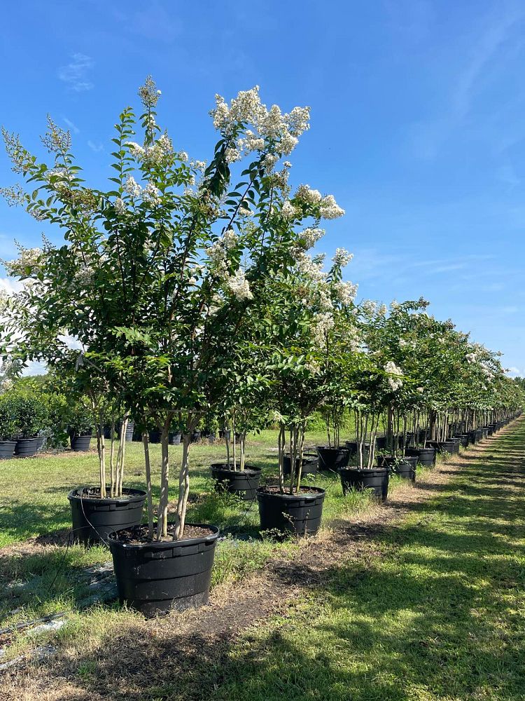 lagerstroemia-fauriei-natchez-japanese-crape-myrtle