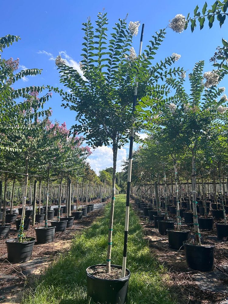 lagerstroemia-fauriei-natchez-japanese-crape-myrtle
