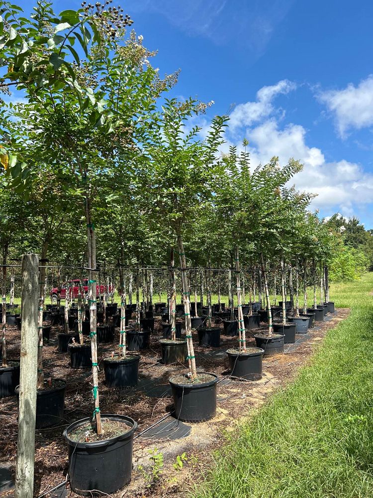 lagerstroemia-fauriei-natchez-japanese-crape-myrtle