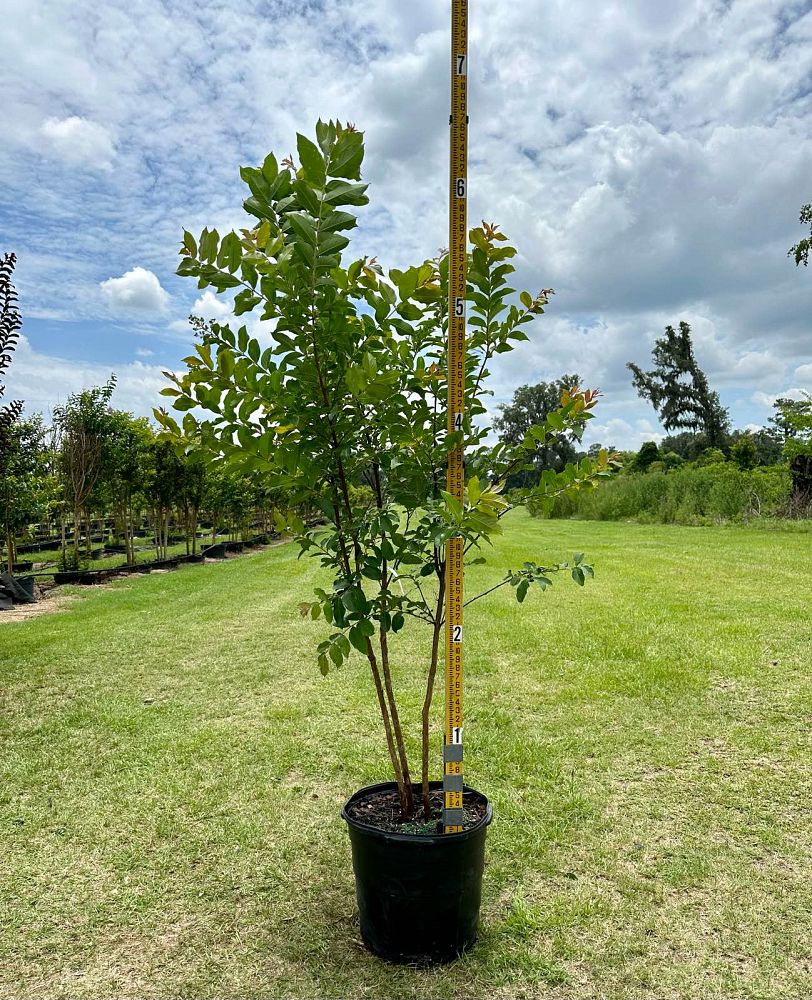 lagerstroemia-fauriei-natchez-japanese-crape-myrtle