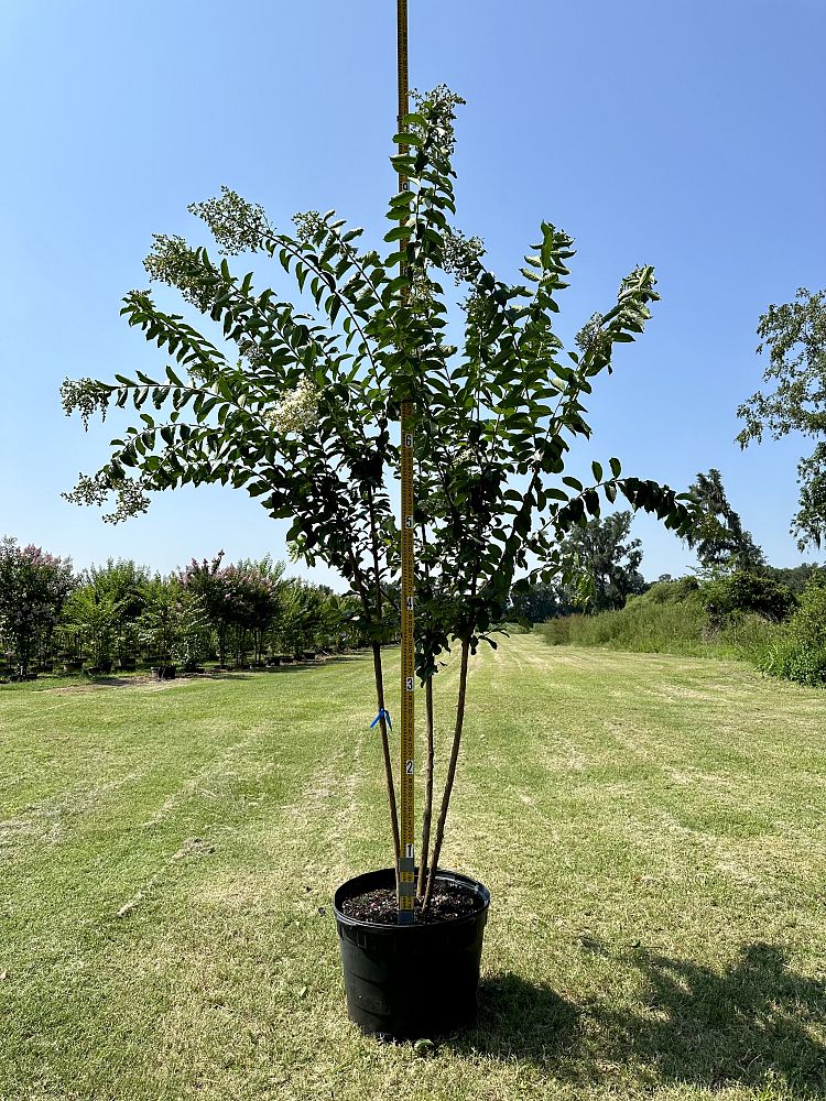 lagerstroemia-fauriei-natchez-japanese-crape-myrtle