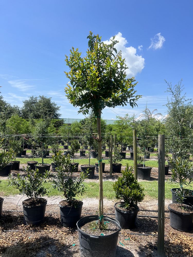 lagerstroemia-fauriei-natchez-japanese-crape-myrtle