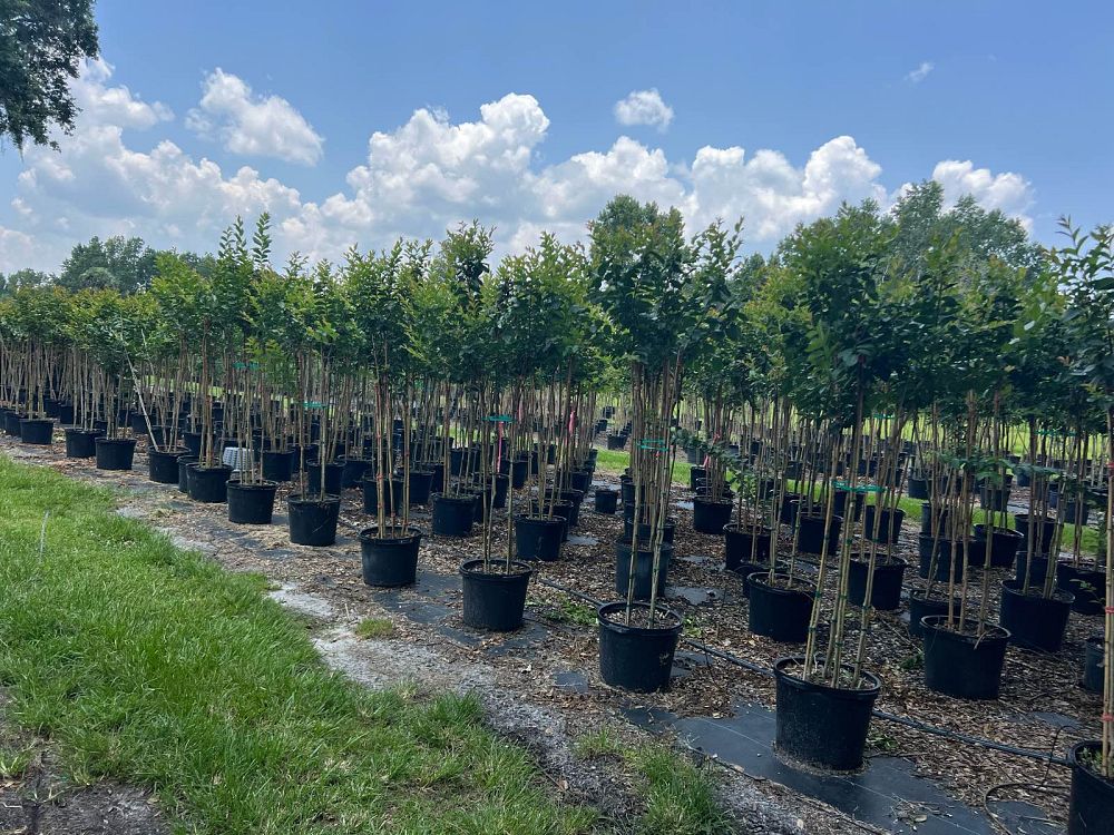 lagerstroemia-fauriei-natchez-japanese-crape-myrtle