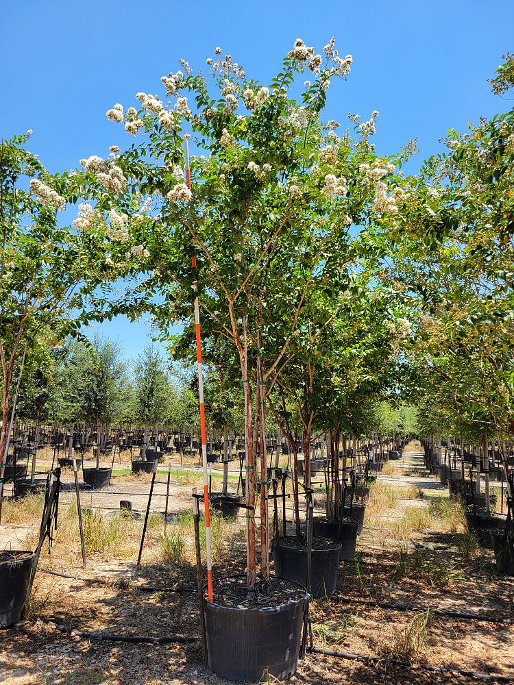 lagerstroemia-fauriei-natchez-japanese-crape-myrtle