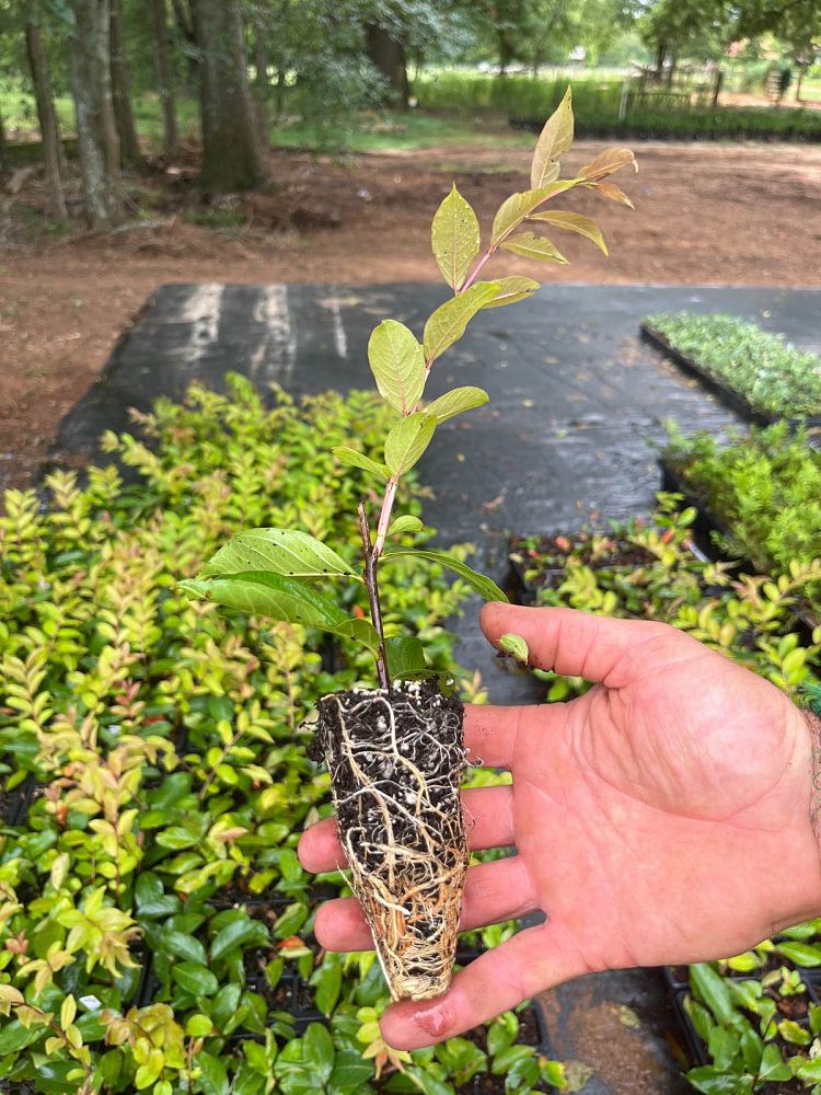 lagerstroemia-fauriei-natchez-japanese-crape-myrtle