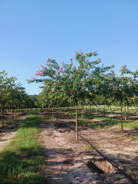 lagerstroemia-fauriei-natchez-japanese-crape-myrtle