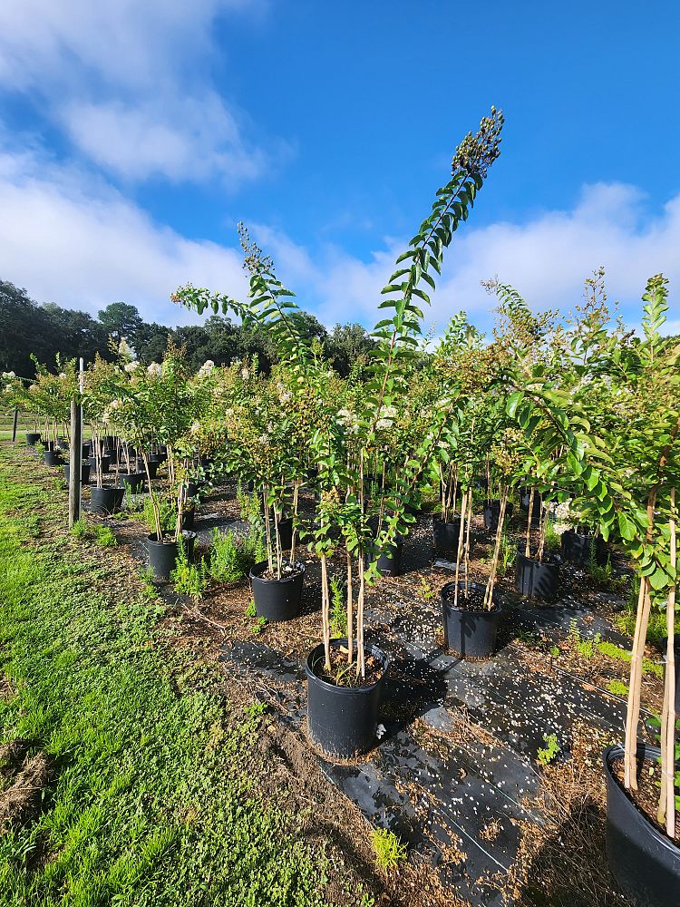 lagerstroemia-fauriei-natchez-japanese-crape-myrtle