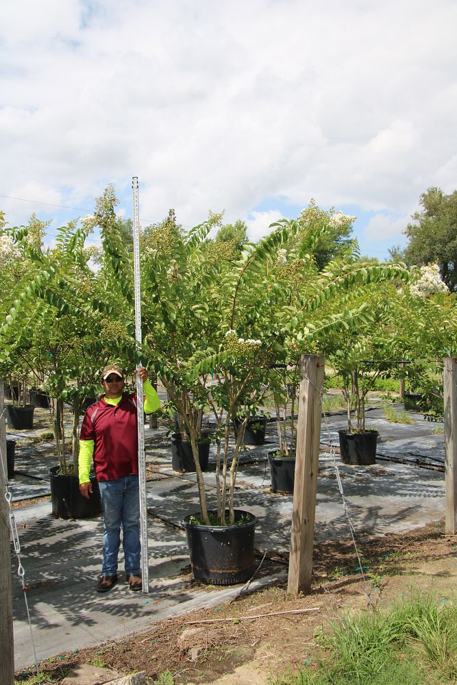 lagerstroemia-fauriei-natchez-japanese-crape-myrtle