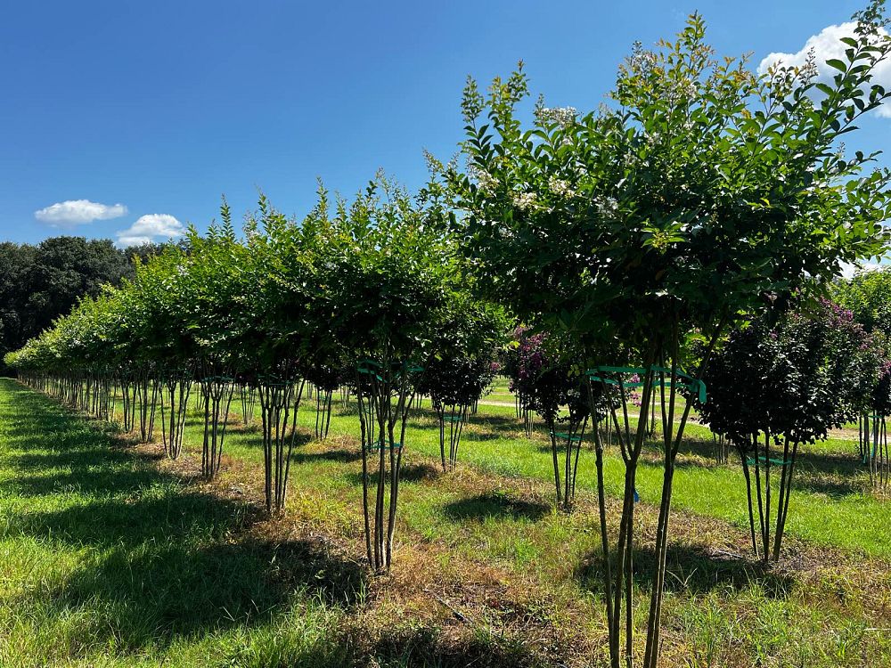 lagerstroemia-fauriei-natchez-japanese-crape-myrtle