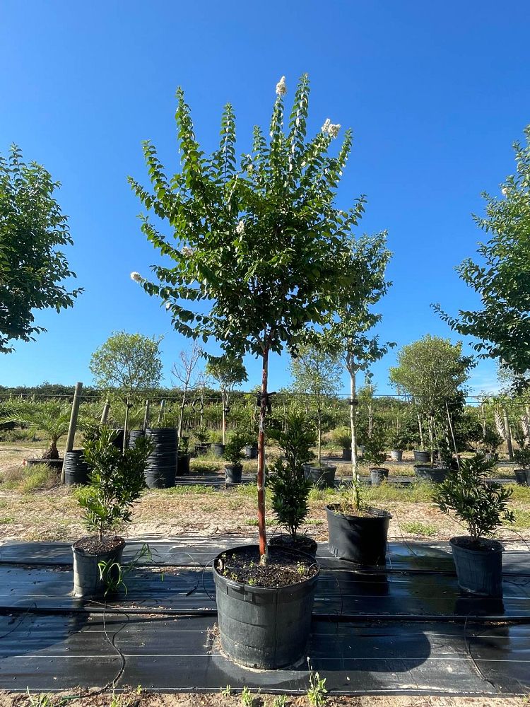lagerstroemia-fauriei-natchez-japanese-crape-myrtle