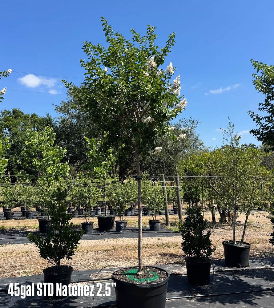 lagerstroemia-fauriei-natchez-japanese-crape-myrtle