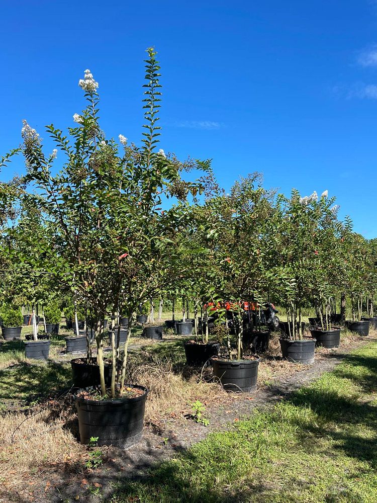 lagerstroemia-fauriei-natchez-japanese-crape-myrtle
