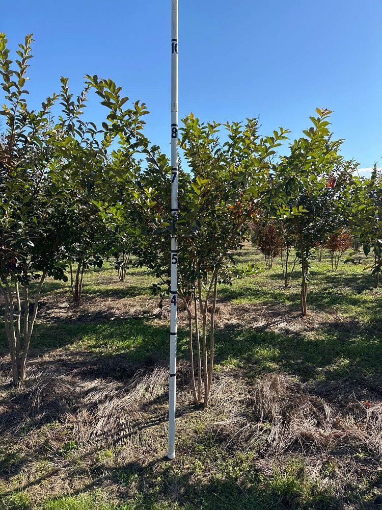 lagerstroemia-fauriei-natchez-japanese-crape-myrtle