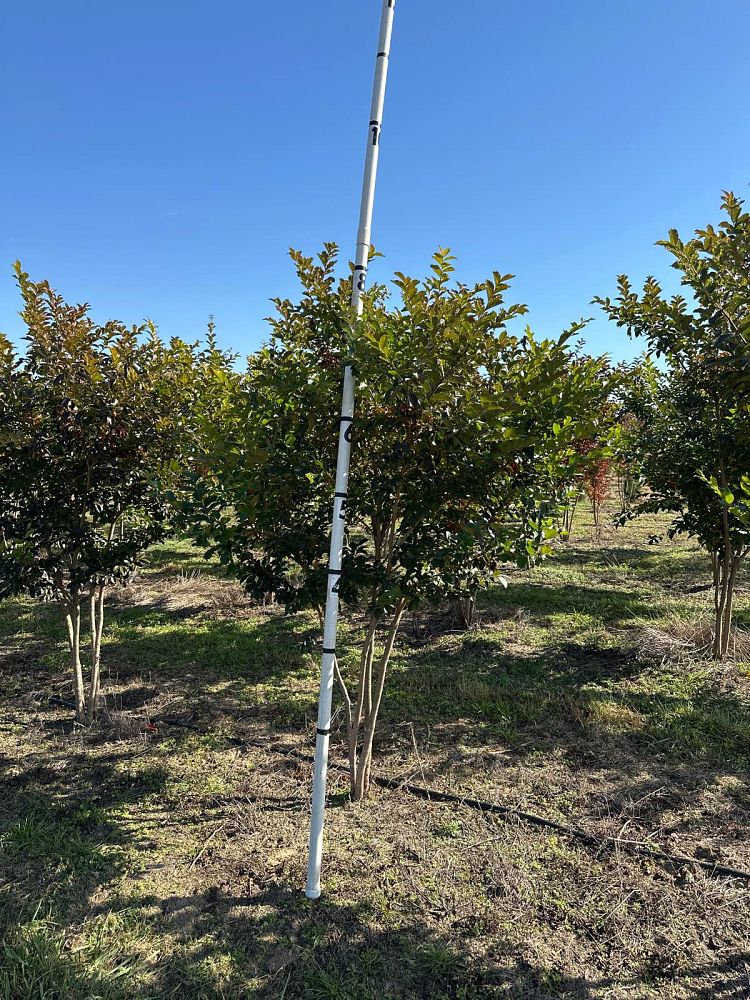 lagerstroemia-fauriei-natchez-japanese-crape-myrtle