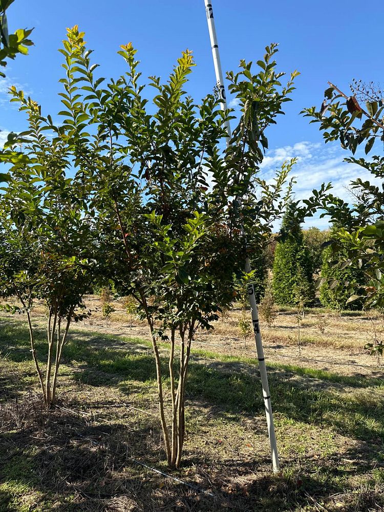 lagerstroemia-fauriei-natchez-japanese-crape-myrtle