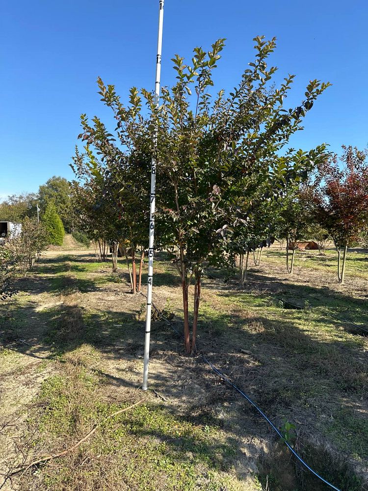 lagerstroemia-fauriei-natchez-japanese-crape-myrtle