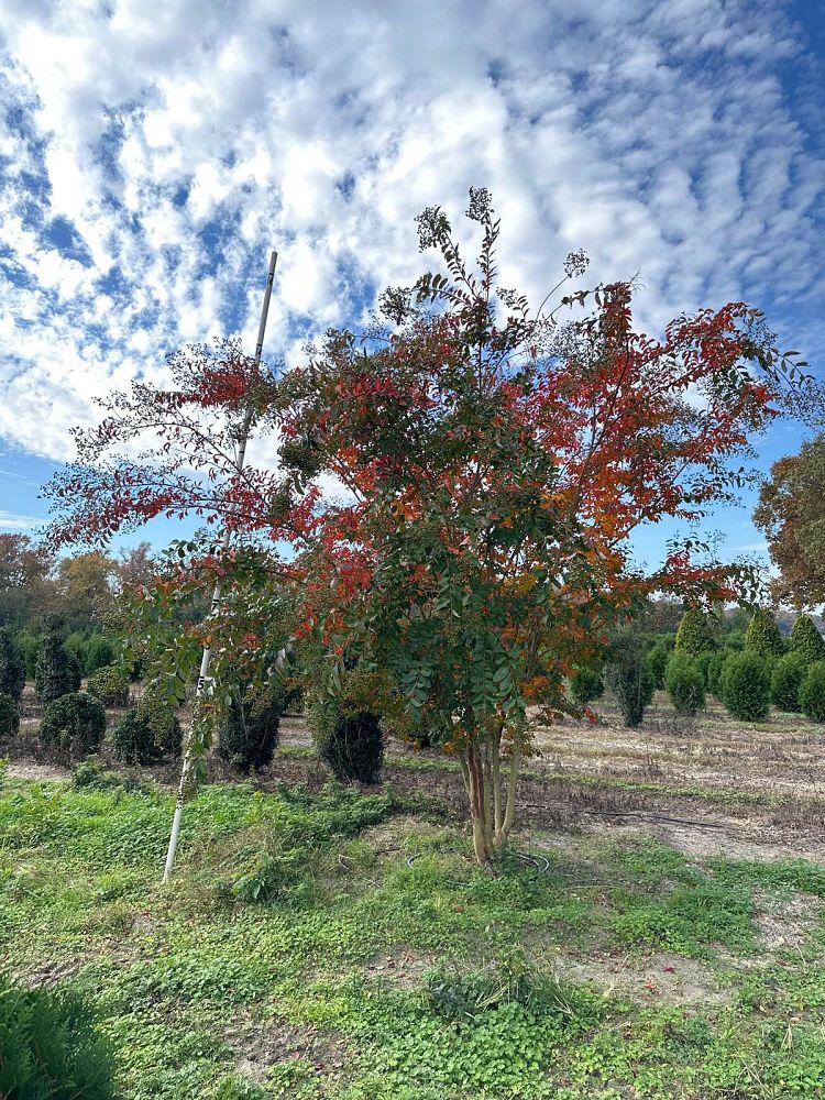 lagerstroemia-fauriei-natchez-japanese-crape-myrtle