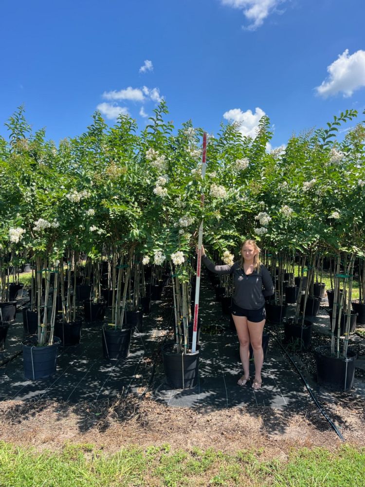 lagerstroemia-fauriei-natchez-japanese-crape-myrtle