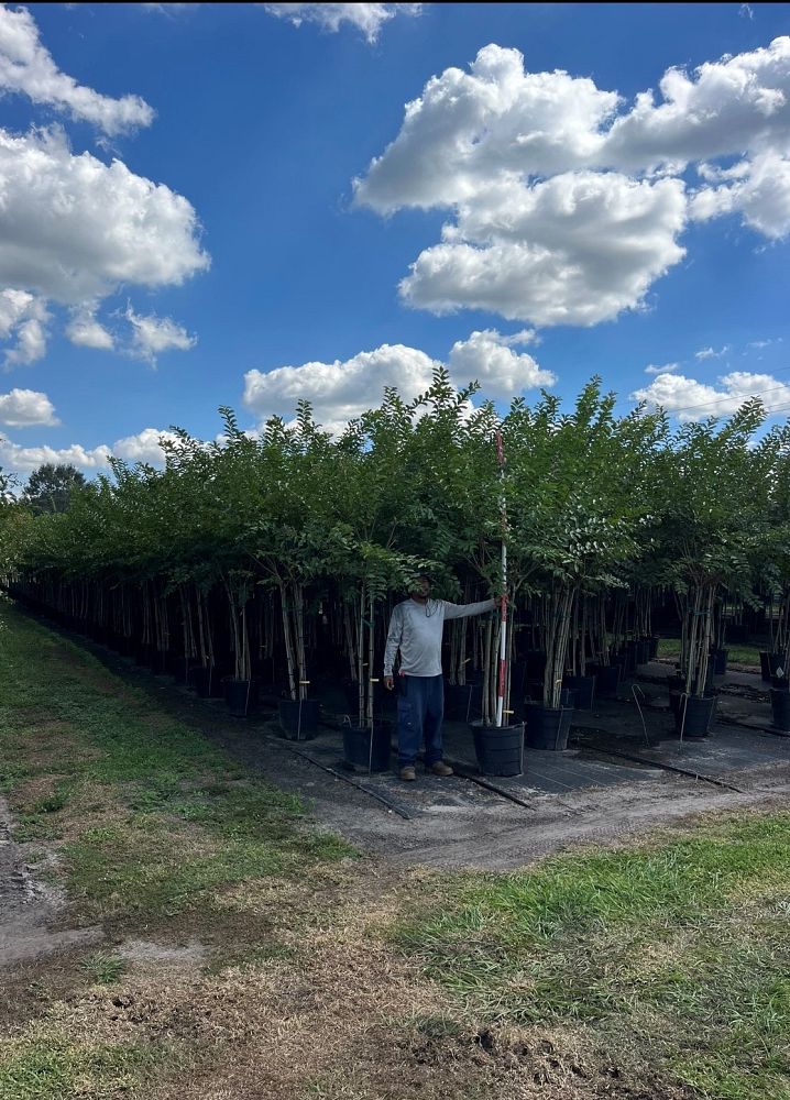lagerstroemia-fauriei-natchez-japanese-crape-myrtle