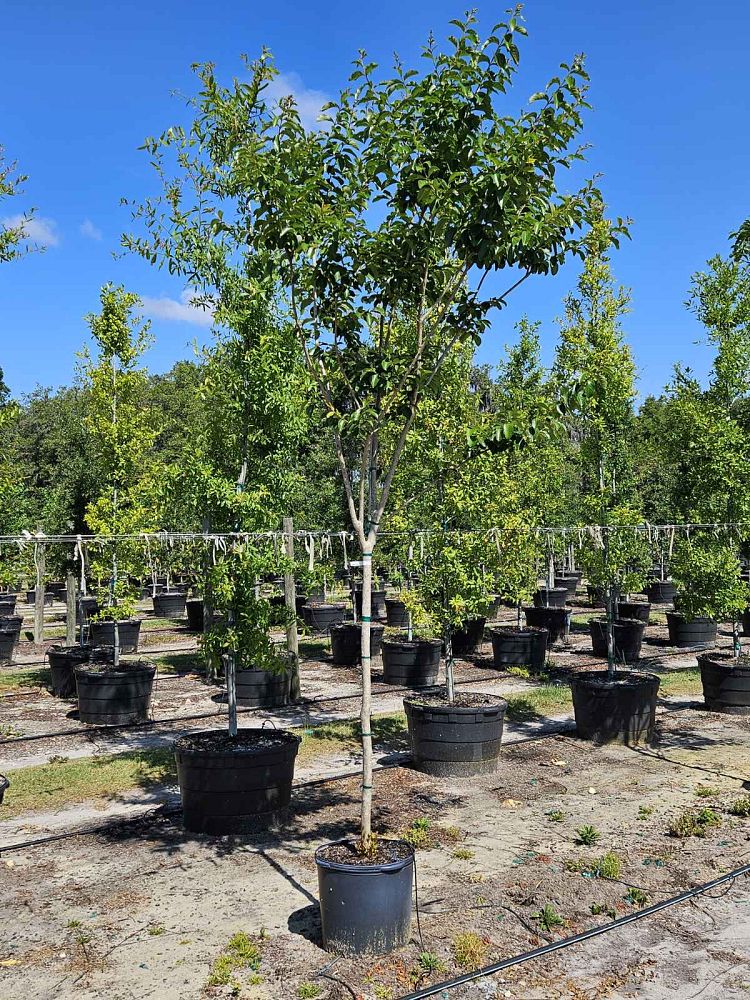 lagerstroemia-fauriei-natchez-japanese-crape-myrtle