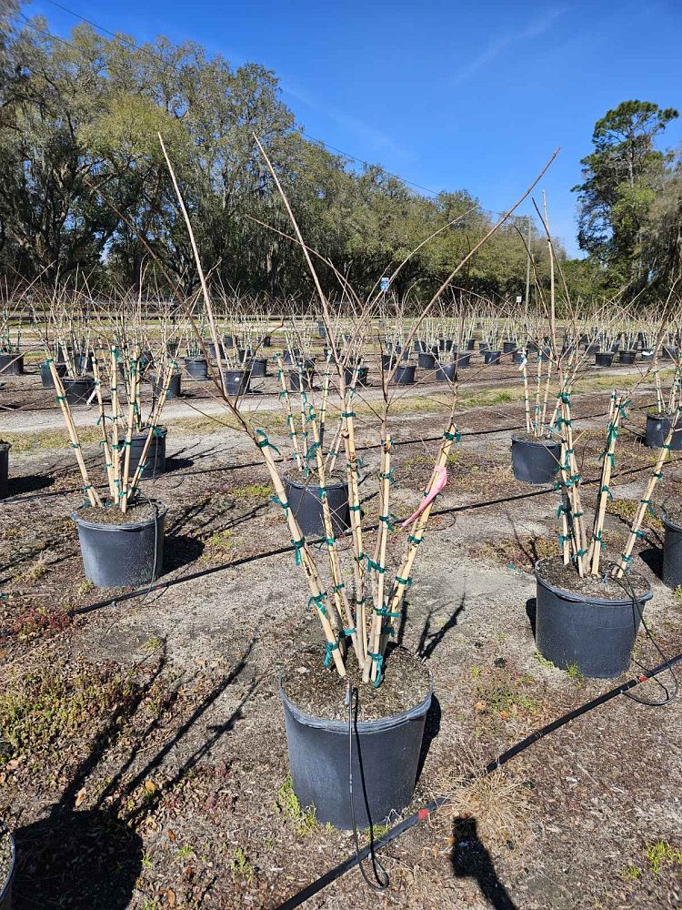 lagerstroemia-fauriei-natchez-japanese-crape-myrtle