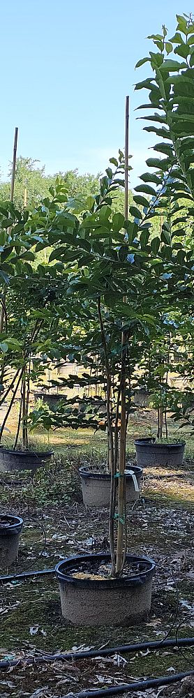 lagerstroemia-fauriei-natchez-japanese-crape-myrtle