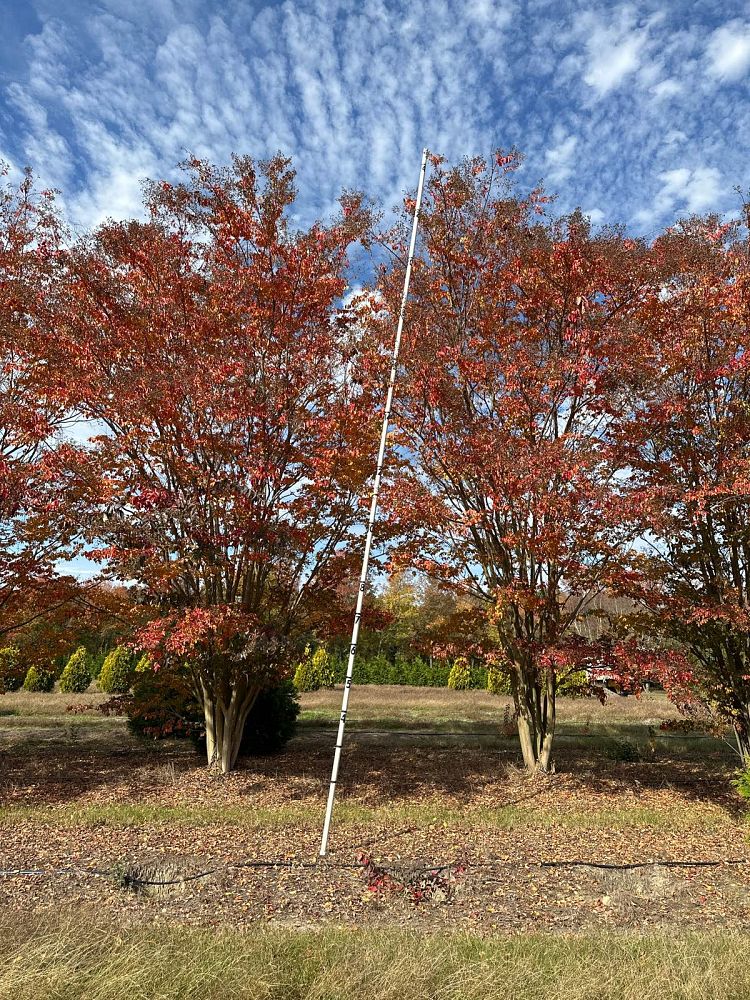 lagerstroemia-fauriei-natchez-japanese-crape-myrtle