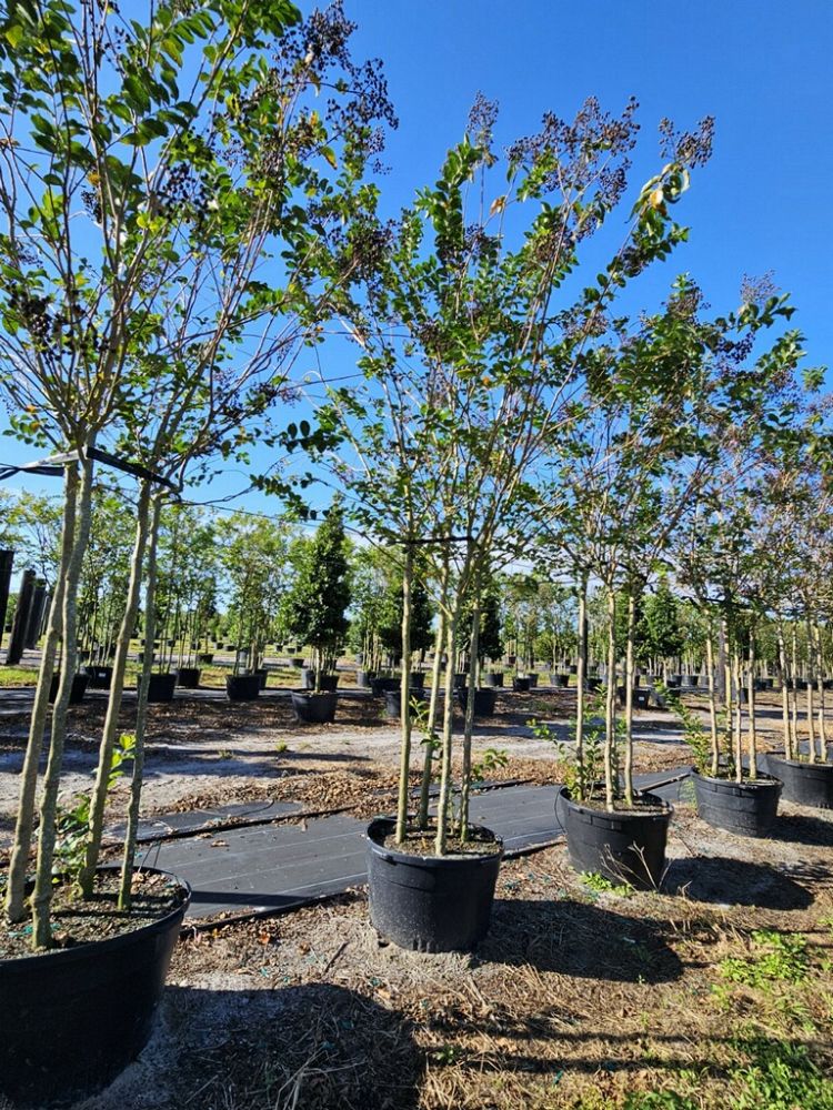 lagerstroemia-fauriei-natchez-japanese-crape-myrtle