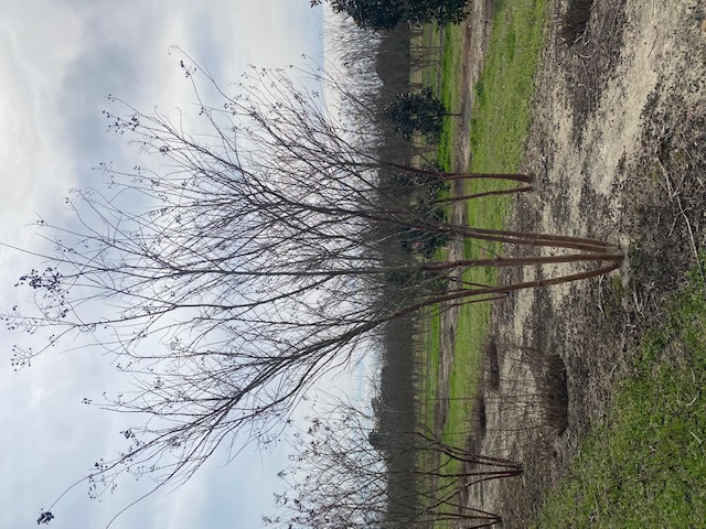 lagerstroemia-fauriei-natchez-japanese-crape-myrtle