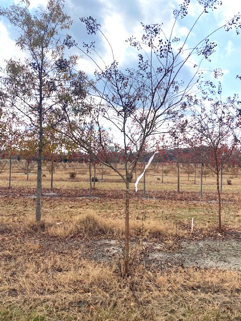lagerstroemia-fauriei-natchez-japanese-crape-myrtle