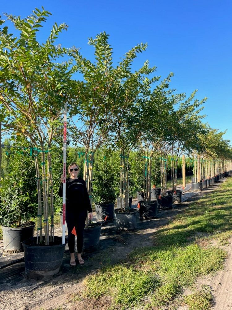lagerstroemia-fauriei-natchez-japanese-crape-myrtle