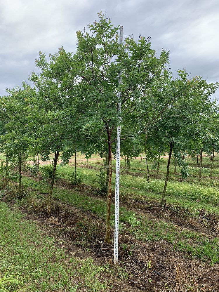 lagerstroemia-fauriei-natchez-japanese-crape-myrtle