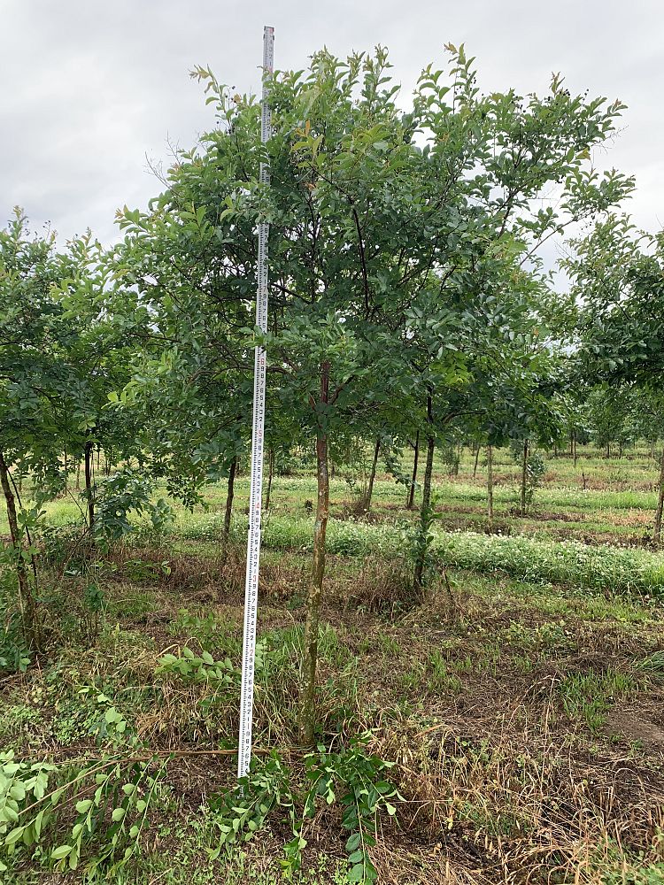 lagerstroemia-fauriei-natchez-japanese-crape-myrtle