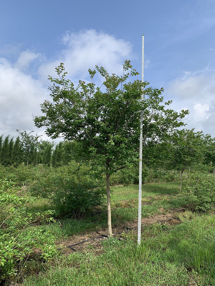 lagerstroemia-fauriei-natchez-japanese-crape-myrtle