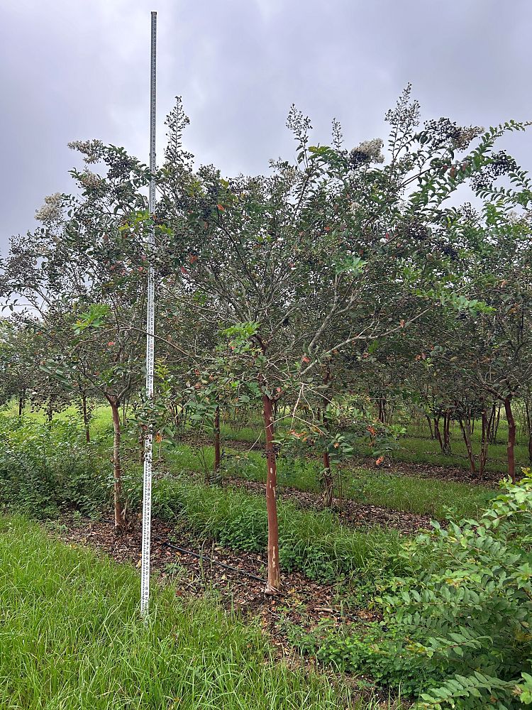 lagerstroemia-fauriei-natchez-japanese-crape-myrtle