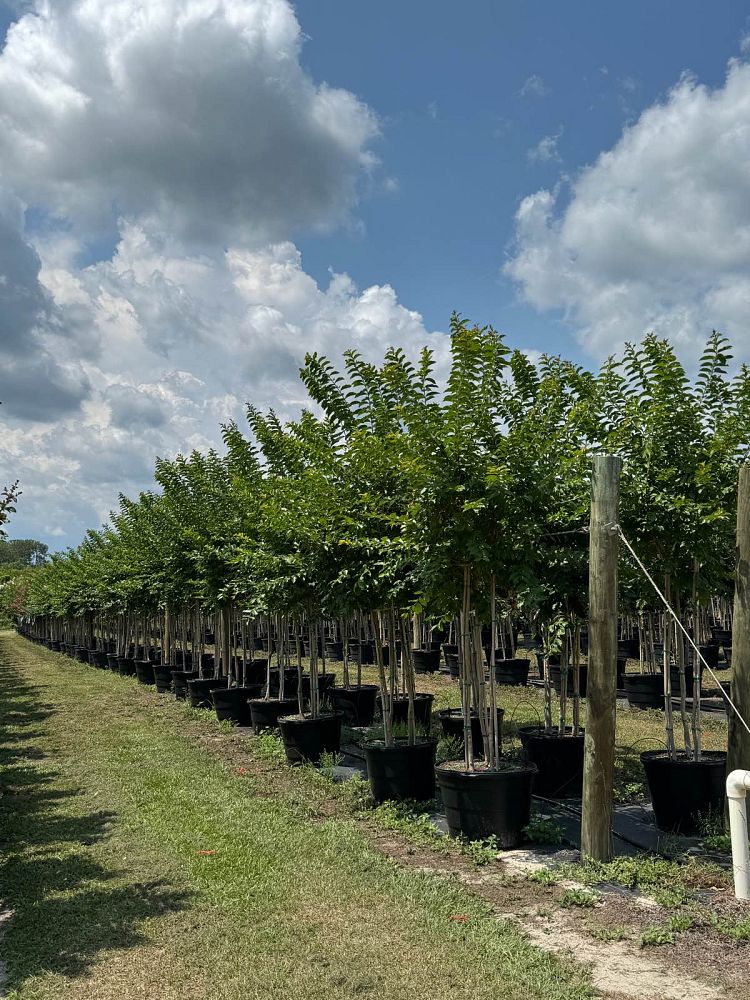 lagerstroemia-fauriei-natchez-japanese-crape-myrtle