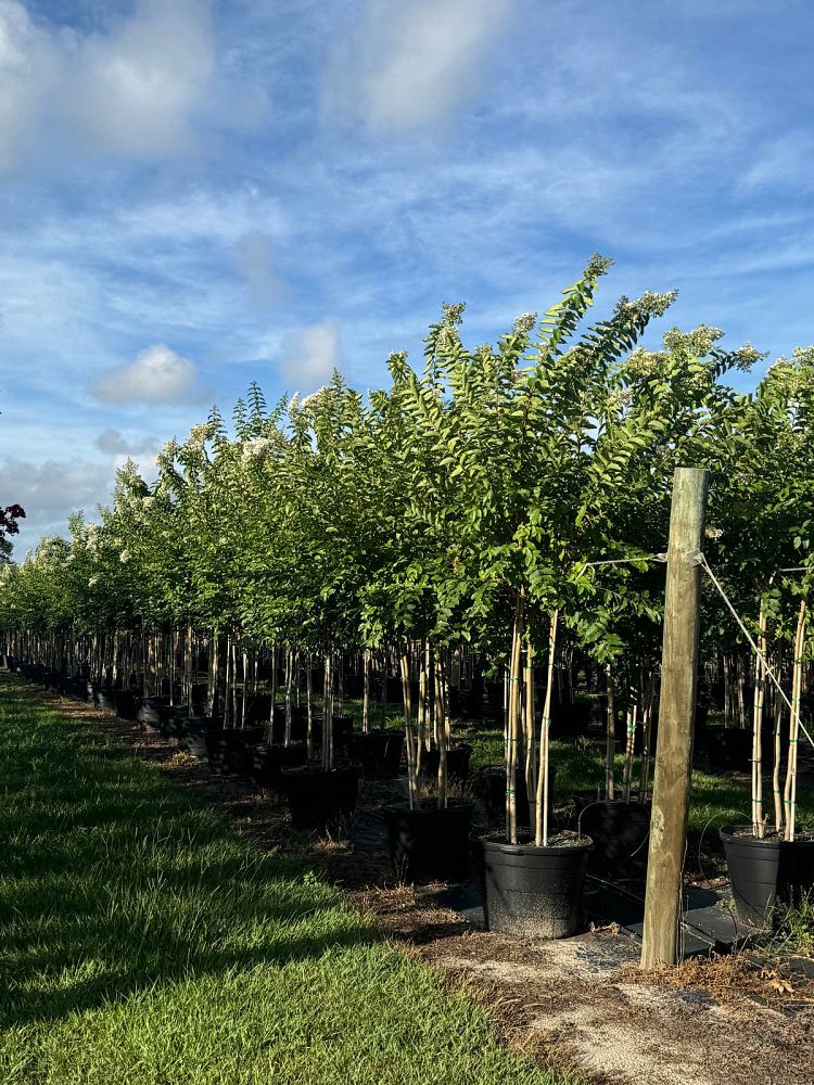 lagerstroemia-fauriei-natchez-japanese-crape-myrtle