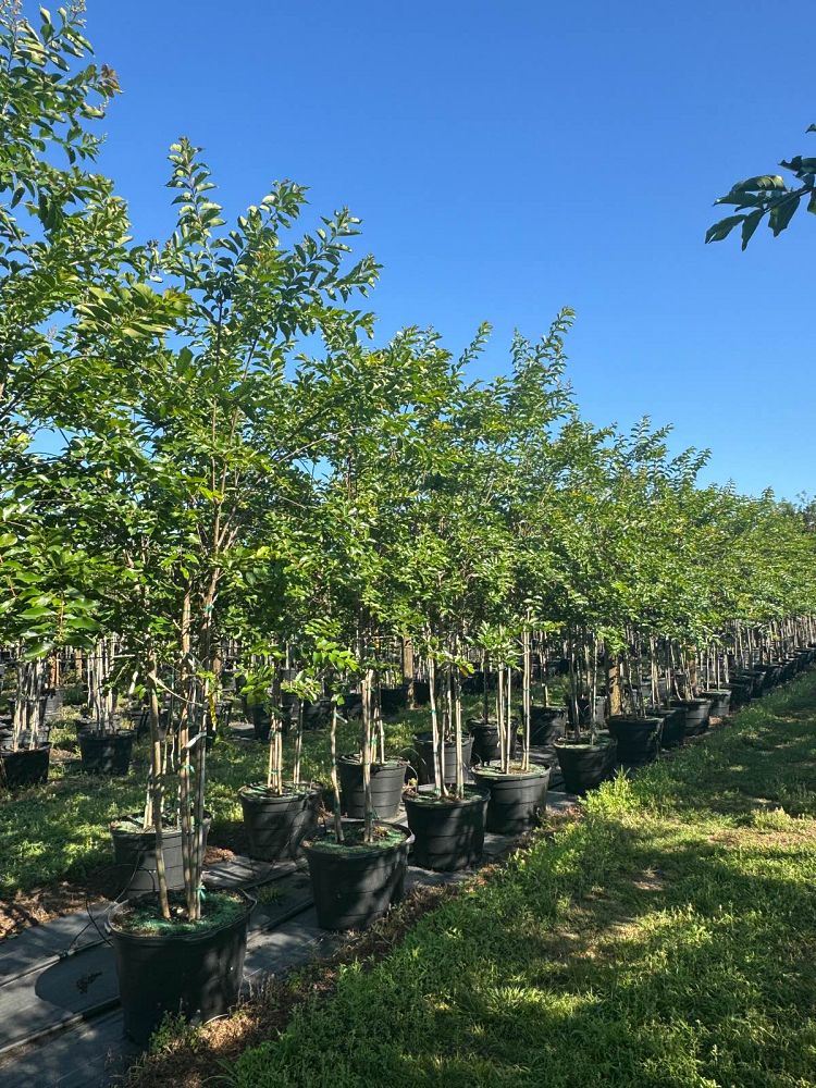 lagerstroemia-fauriei-natchez-japanese-crape-myrtle