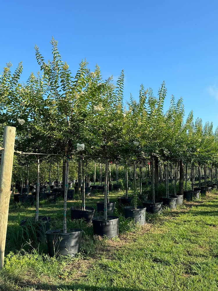 lagerstroemia-fauriei-natchez-japanese-crape-myrtle