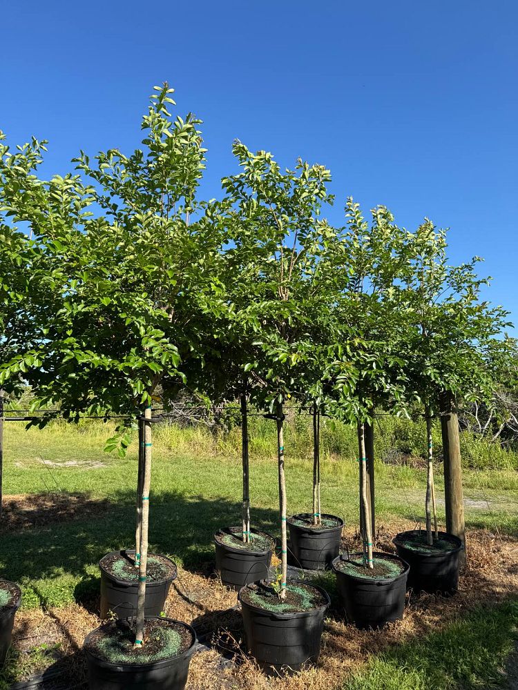 lagerstroemia-fauriei-natchez-japanese-crape-myrtle