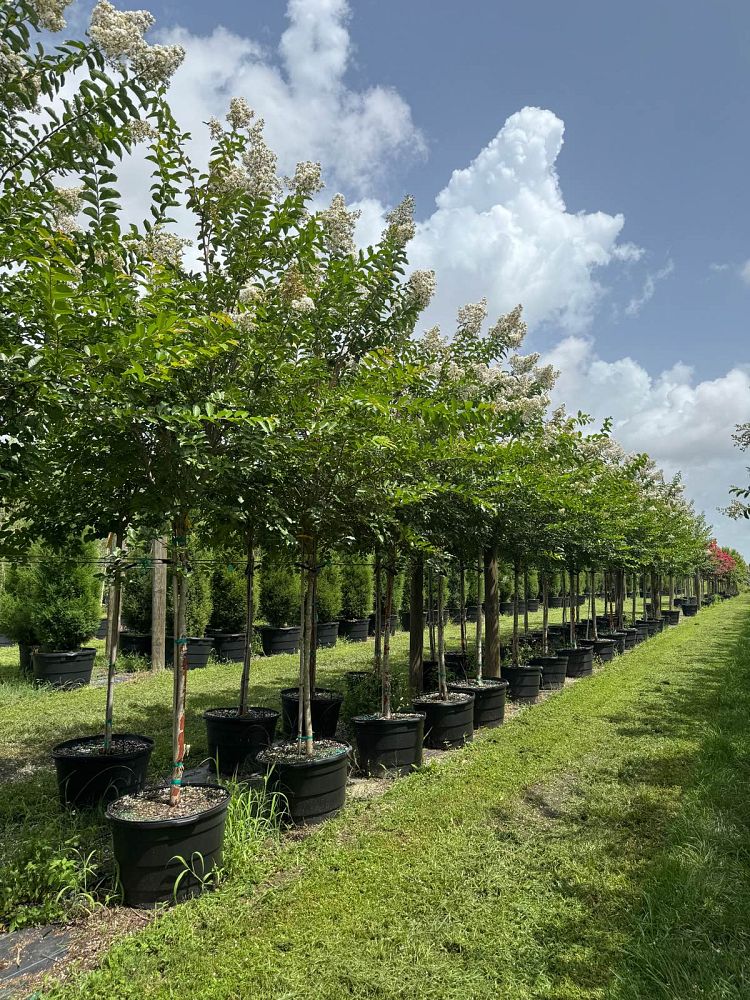 lagerstroemia-fauriei-natchez-japanese-crape-myrtle
