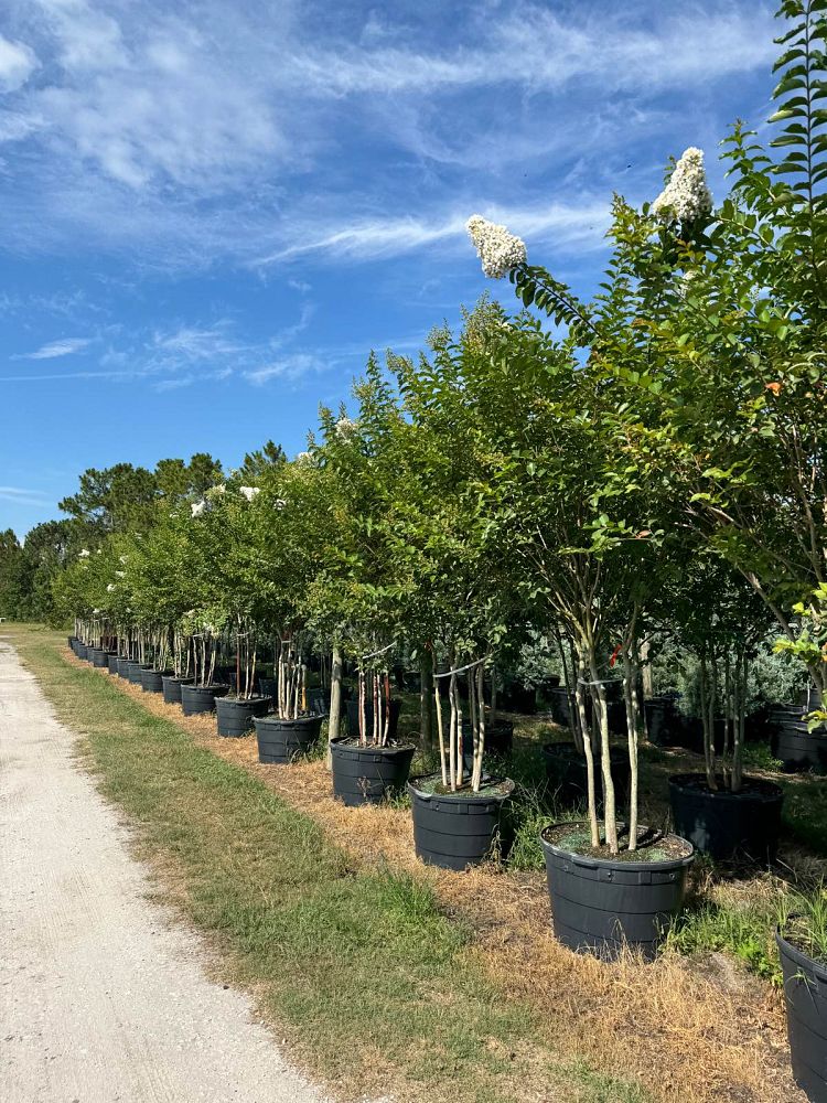 lagerstroemia-fauriei-natchez-japanese-crape-myrtle