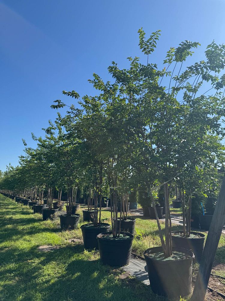 lagerstroemia-fauriei-natchez-japanese-crape-myrtle
