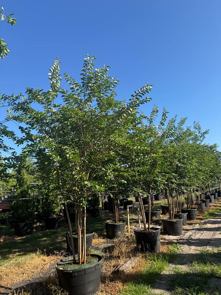 lagerstroemia-fauriei-natchez-japanese-crape-myrtle